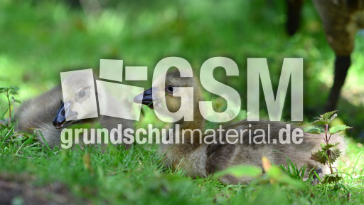 Kanadagansküken (19).jpg